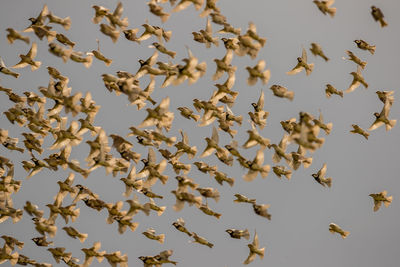 Low angle view of birds flying in sky