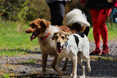 Low section of dog standing outdoors