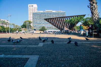 Birds in a city