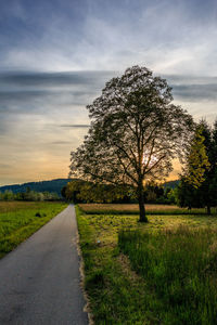 Trees on grassy field against cloudy sky