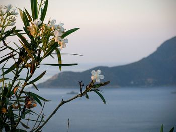 Close-up of plant against sky