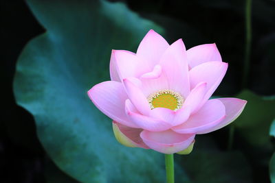 Close-up of pink lotus water lily