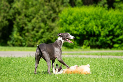 View of dog running on grass