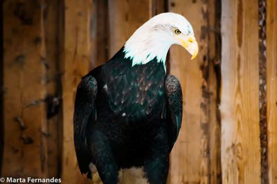 Close-up of eagle perching on wood