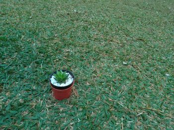 High angle view of drink on field