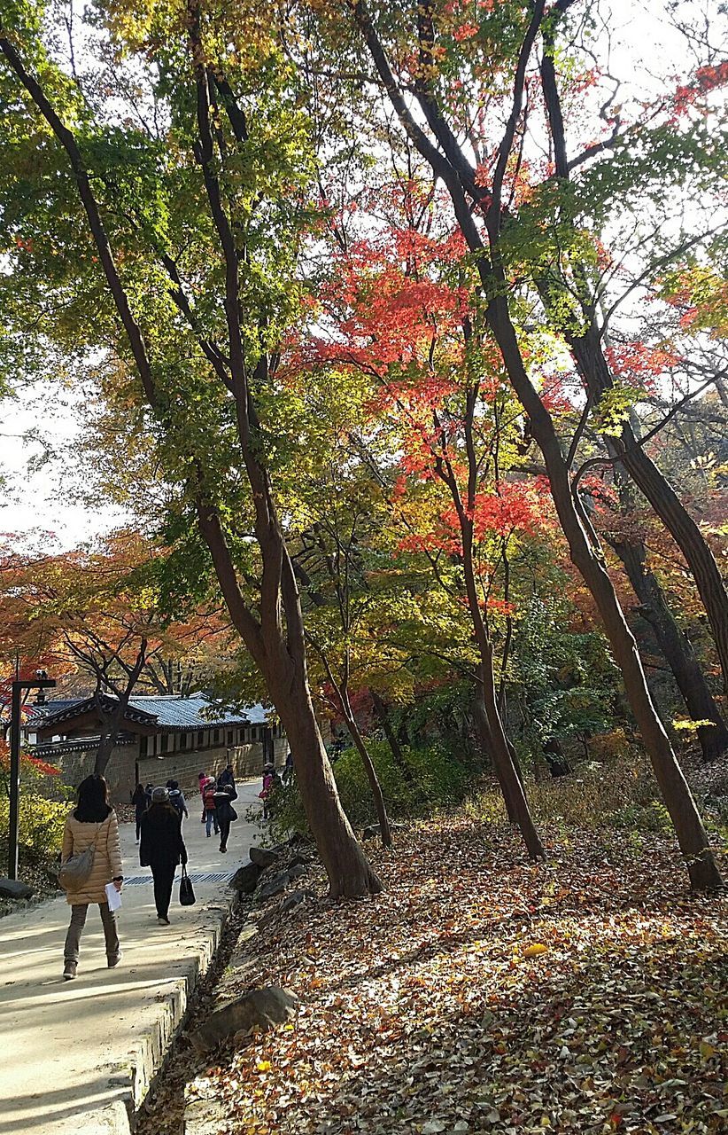 tree, lifestyles, men, person, leisure activity, walking, park - man made space, domestic animals, full length, nature, rear view, growth, branch, animal themes, day, outdoors, standing, togetherness, sunlight