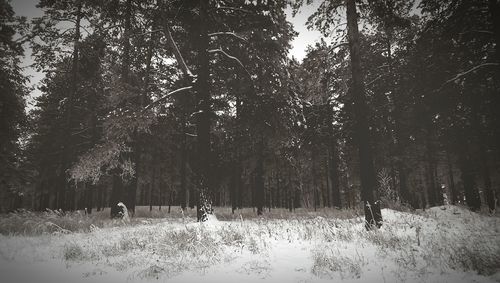 Trees in forest during winter