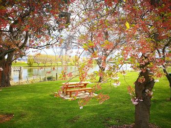 Trees in park during autumn