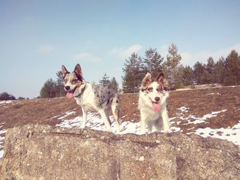 Dogs in field