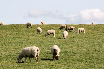 Sheep grazing on field