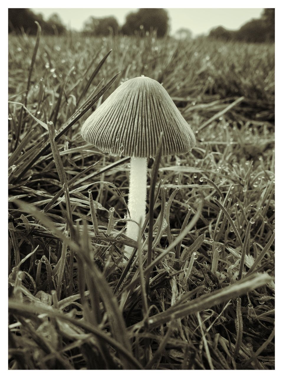 MUSHROOM GROWING ON GRASSY FIELD