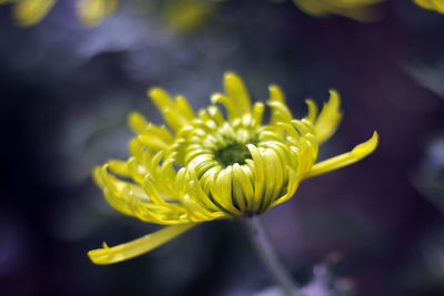 Close-up of yellow flowering plant