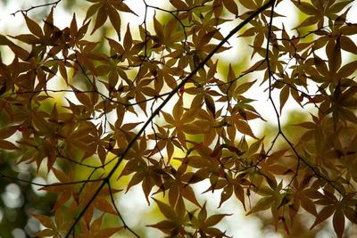 Close-up low angle view of leaves