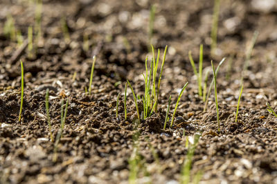Close-up of plants growing on field