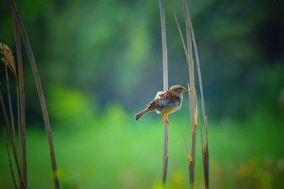 Close-up of bird perching on a plant