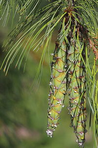 Close-up of green leaves on branch