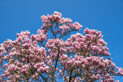 Low angle view of cherry blossom tree against blue sky