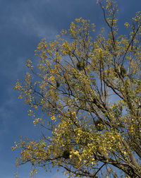 Low angle view of cherry blossoms in spring