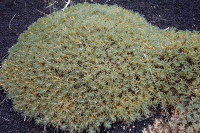 Close-up of plant