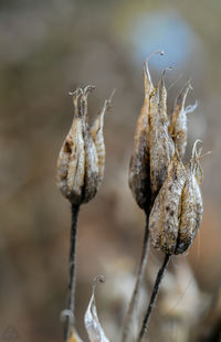 Close-up of dried plant