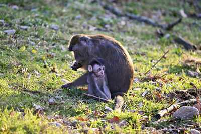 Monkey sitting on field