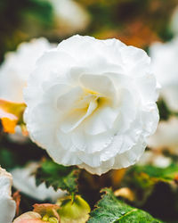 Close-up of white rose