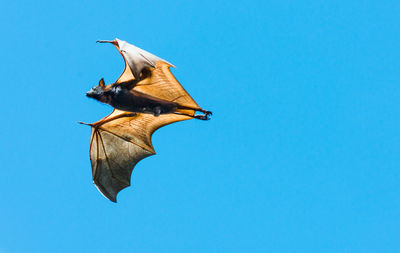 Low angle view of bird flying against clear blue sky