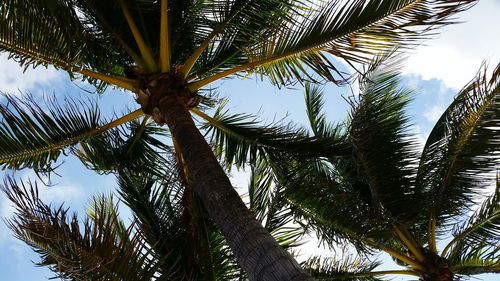 Low angle view of palm tree