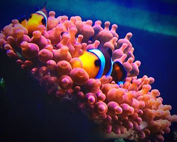 Close-up of coral in sea