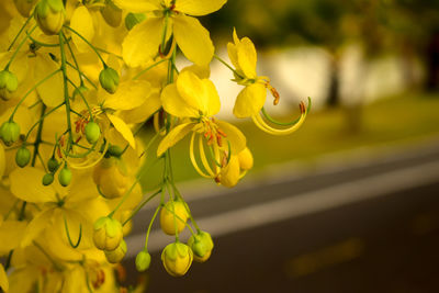 Close-up of yellow flowering plant