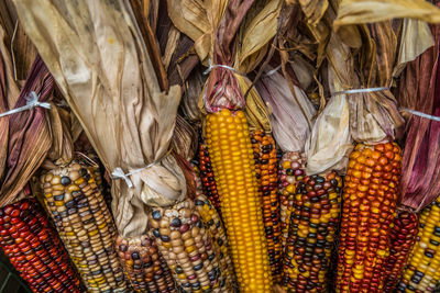 Close-up of corn