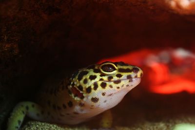 Close-up of gecko