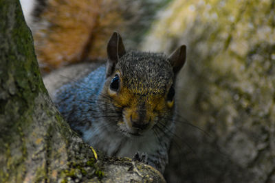 Close-up portrait of squirrel