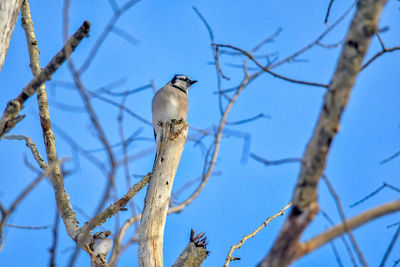 Low angle view of bird perching on tree against clear blue sky