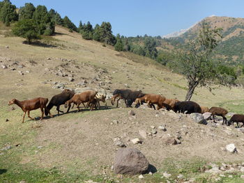 Flock of sheep grazing on field against sky