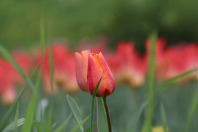 Close-up of red tulip blooming outdoors