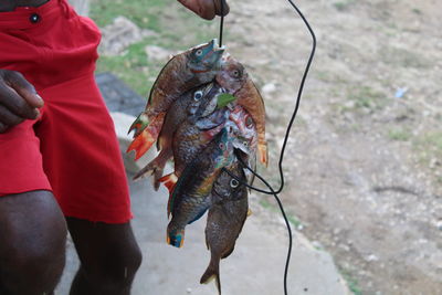 Low section of man holding fish