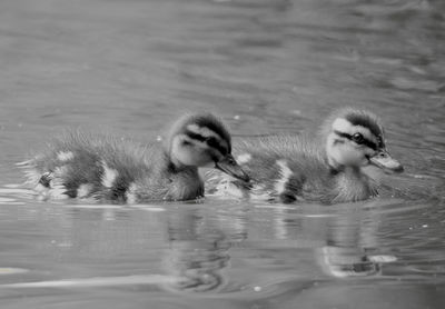 Ducks swimming in lake