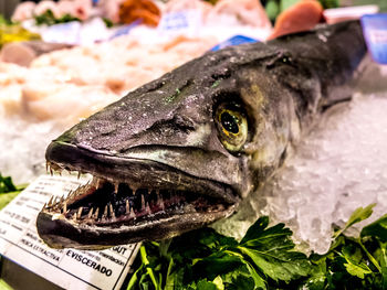 Close-up of fish on the market