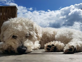 Close-up portrait of dog lying down against sky