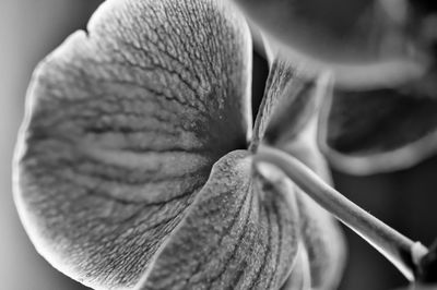 Close-up of flowering plant