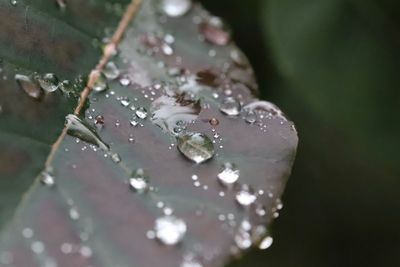 Close-up of wet leaf