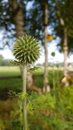 Close-up of flower plant