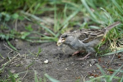 View of bird on field