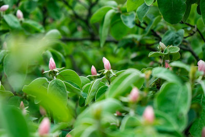 Close-up of flowering plant