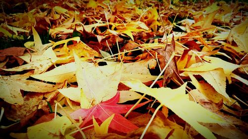 Full frame shot of dry autumn leaves