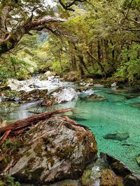 River flowing through forest