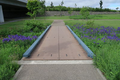 Footpath amidst flowering plants