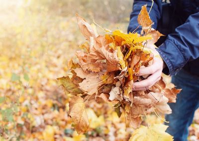 Midsection of person holding dry leaves during autumn