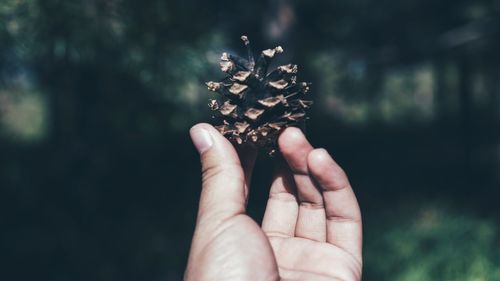 Close-up of hand holding pine cone